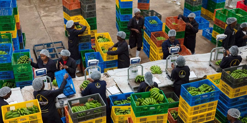 Twiga Foods Invests in a New Farming Business KES 1.16 Billion