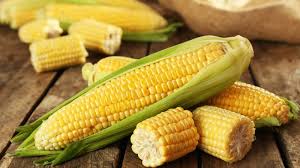 GMO Maize