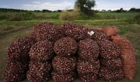 Onion Farming in Kenya