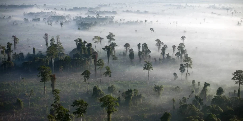 beyond-the-tfff-can-financial-innovation-save-the-worlds-tropical-forests