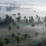 Beyond the TFFF: Can Financial Innovation Save the World’s Tropical Forests?