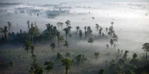 beyond-the-tfff-can-financial-innovation-save-the-worlds-tropical-forests
