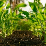 cultivating-justice-the-new-wave-of-new-york-farmers-rewriting-the-food-system