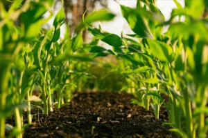 cultivating-justice-the-new-wave-of-new-york-farmers-rewriting-the-food-system