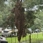 Beehives Truck Crash