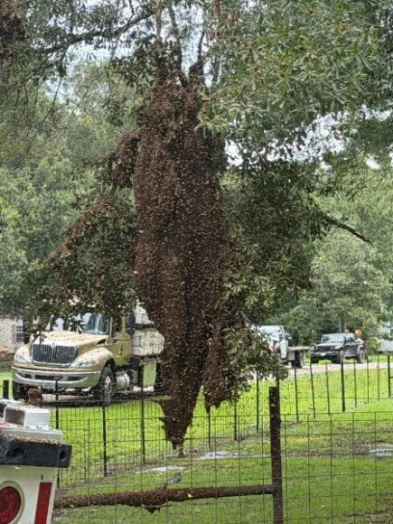 Beehives Truck Crash