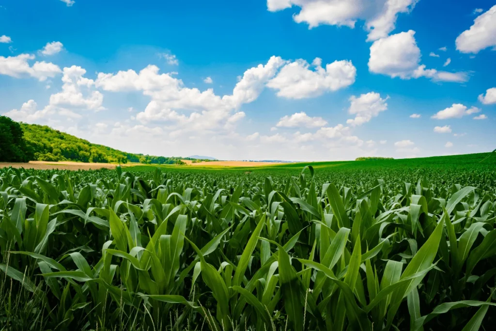 the-missing-link-in-climate-resilience-why-conservation-agriculture-needs-a-shift-in-strategy