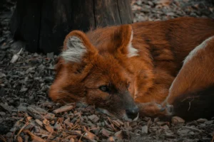 the-silent-collapse-how-funding-gaps-and-political-expediency-are-crippling-the-endangered-species-act