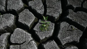 europes-silent-crisis-why-the-continents-dying-soil-is-its-most-overlooked-strategic-vulnerability