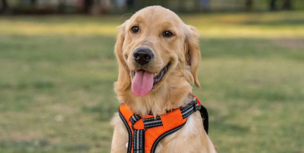 the-silent-cost-of-the-surprise-tenant-why-unauthorized-pets-are-ruining-rental-portfolios