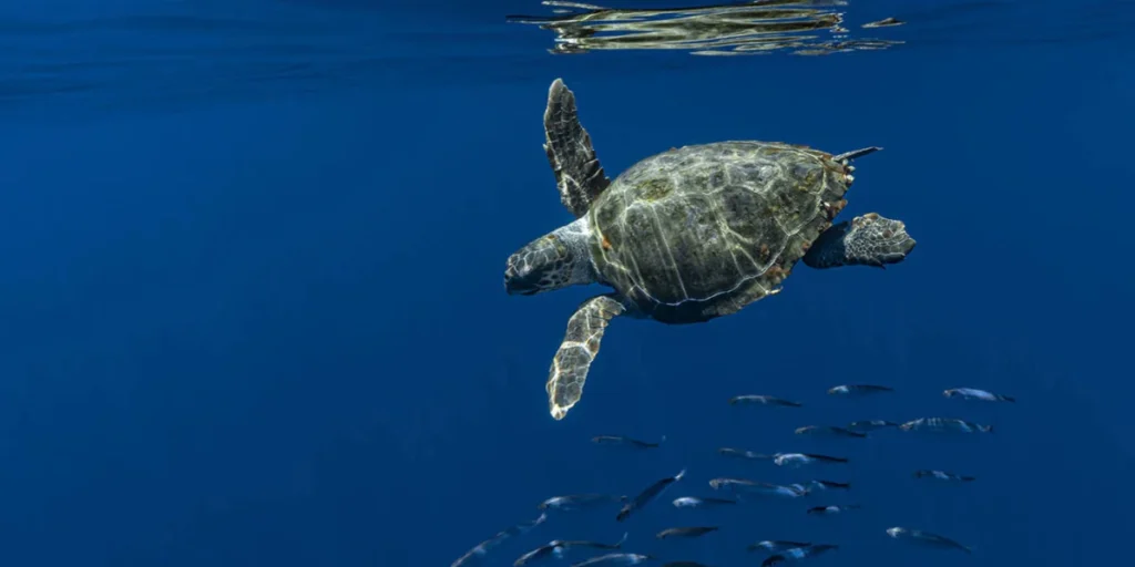 beyond-national-borders-why-the-western-indian-ocean-needs-transnational-finance-to-save-its-marine-ecosystems