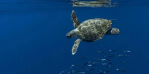 beyond-national-borders-why-the-western-indian-ocean-needs-transnational-finance-to-save-its-marine-ecosystems
