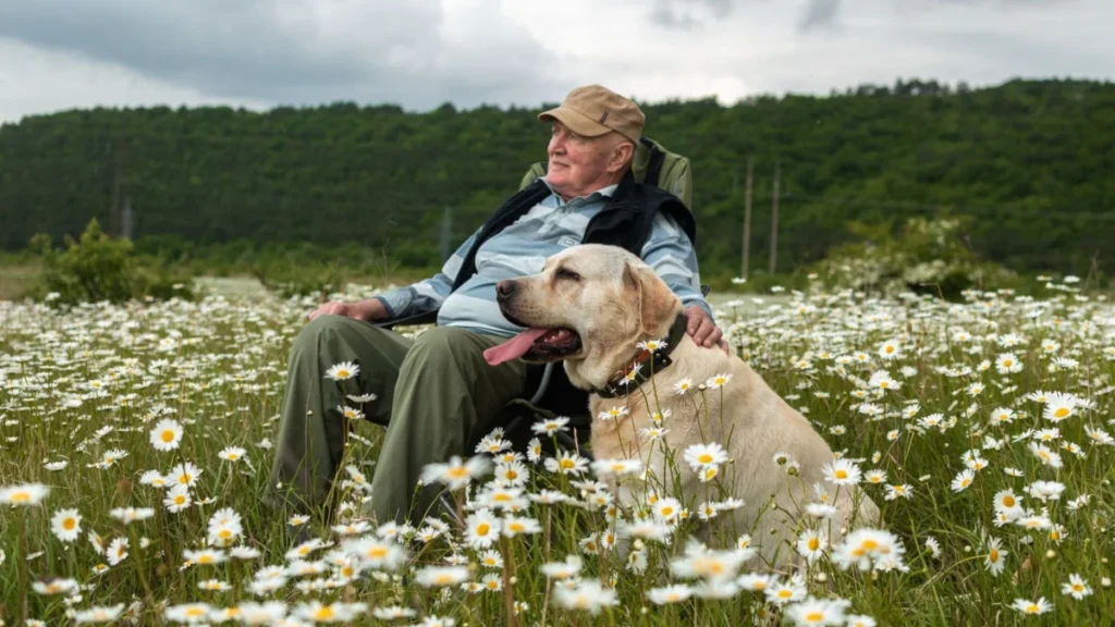 The senior is resting in nature with his dog Labrador. Retirement walk. The concept of mental health.
