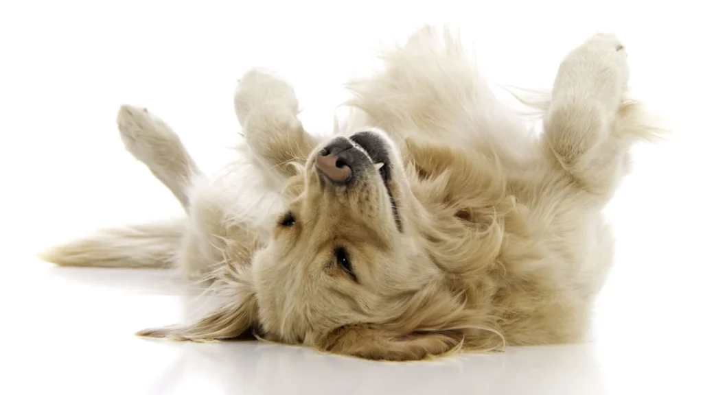 Golden retriever playing dead on a white background