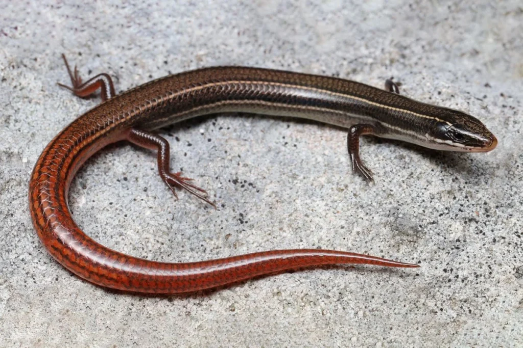 the-endangered-species-act-under-siege-a-fragile-victory-for-south-floridas-reptiles-amidst-unprecedented-deregulation