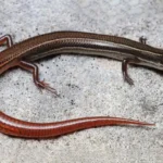 the-endangered-species-act-under-siege-a-fragile-victory-for-south-floridas-reptiles-amidst-unprecedented-deregulation