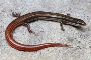 the-endangered-species-act-under-siege-a-fragile-victory-for-south-floridas-reptiles-amidst-unprecedented-deregulation