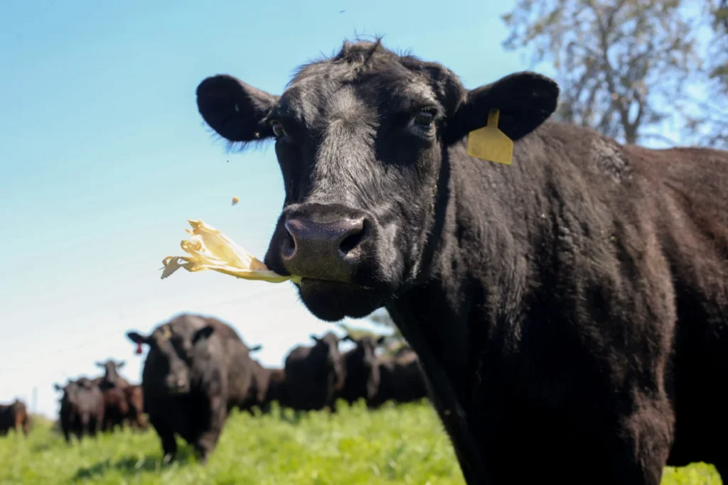 Operations At A Beef Cattle Farm In Iowa