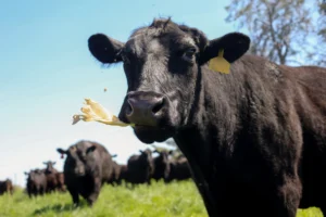 Operations At A Beef Cattle Farm In Iowa
